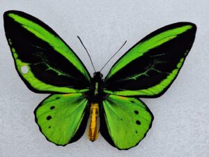 Orniopthera priamus poseidon