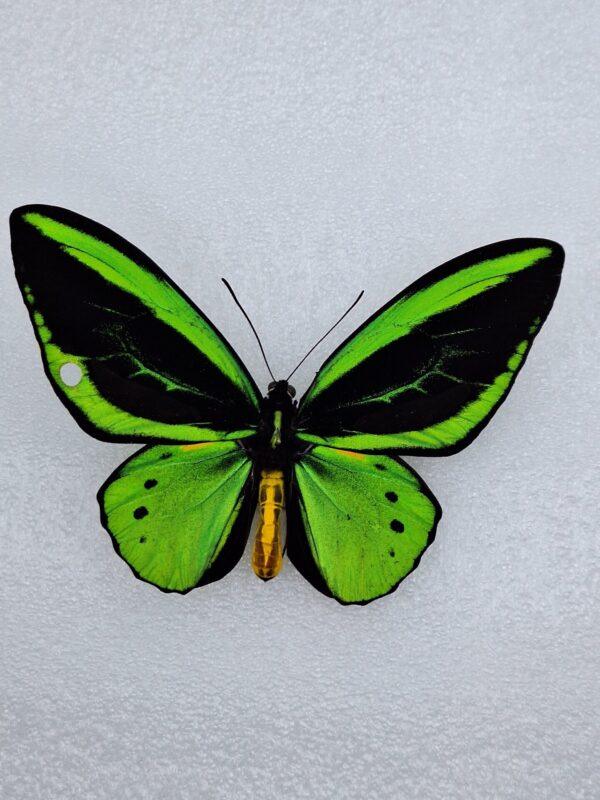 Orniopthera priamus poseidon