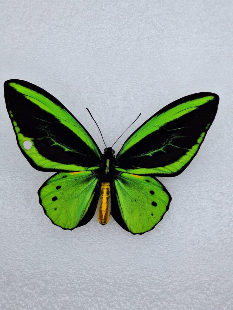 Orniopthera priamus poseidon