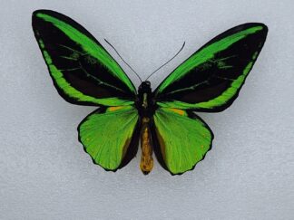 Ornithoptera priamus teucrus ssp aurora