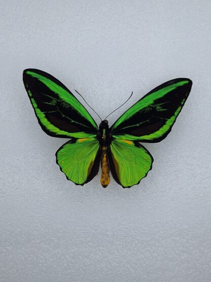Ornithoptera priamus teucrus ssp aurora