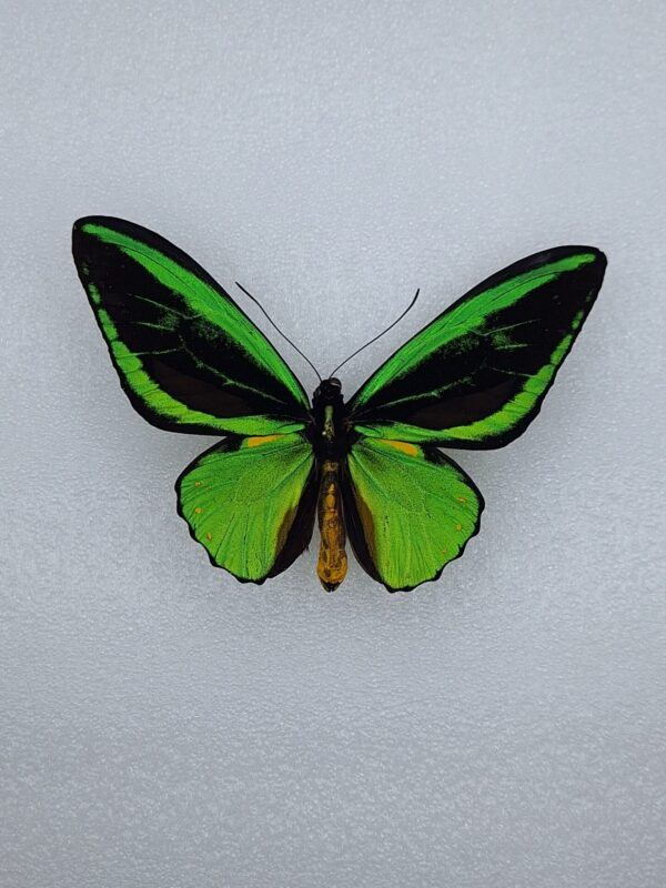 2025/04/1000158159.jpg Ornithoptera priamus teucrus ssp aurora