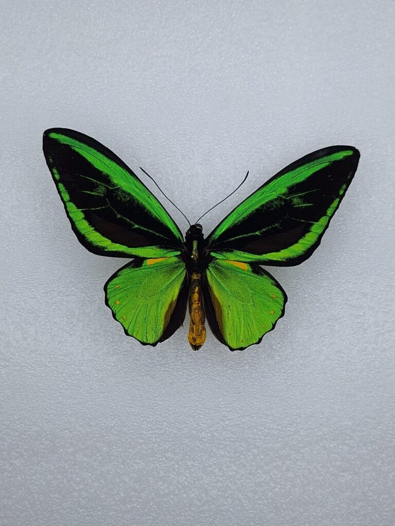Ornithoptera priamus teucrus ssp aurora